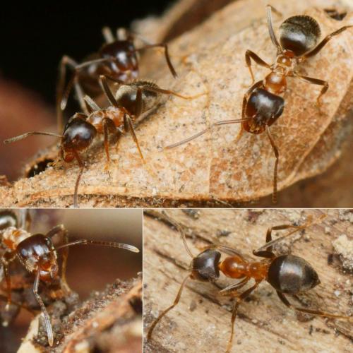 Lasius emarginatus
